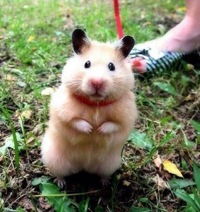 plaissir-hamster