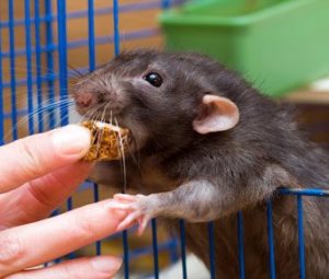 repas-rat