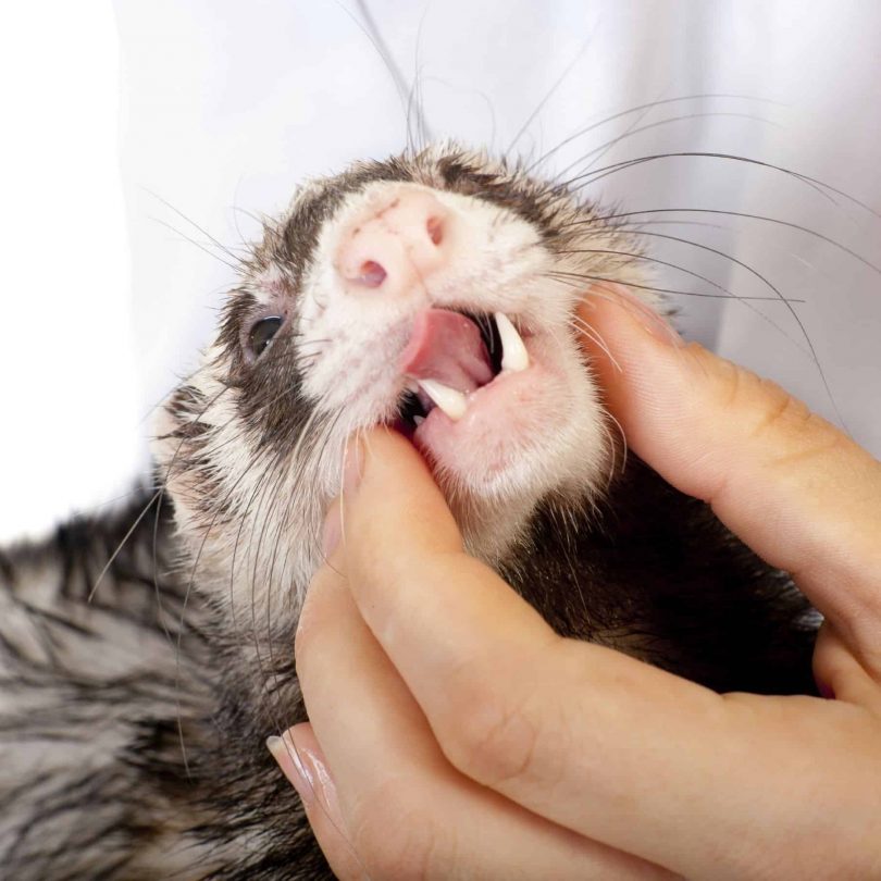 Soin et hygiène du furet Jardingue