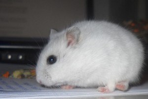 specificite-hamster