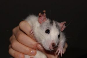 specificite-rat