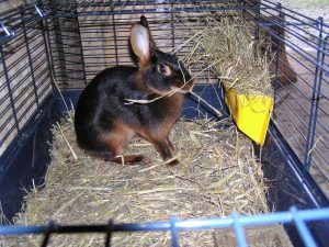 taille-cage-lapin