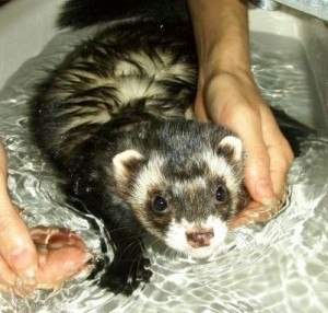 toilettage-quotidien-furet