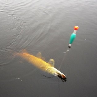 15 PCS FLOTTEURS Fixés De Pêche Et Bobbers Kit Flotteurs Pour La Pêche