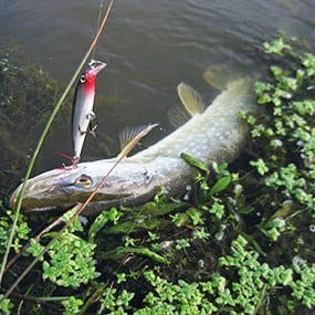 Brochet : choisir la bonne canne - Peche et Poissons