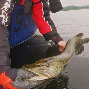 Gant de pêche carnassier ANTI COUPURE et SYSTEME D'ATTACHE