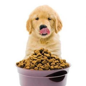 alimentation-chien-nutrition