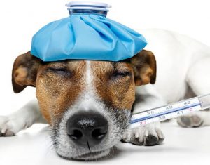 mutuelle-veterinaire-chien